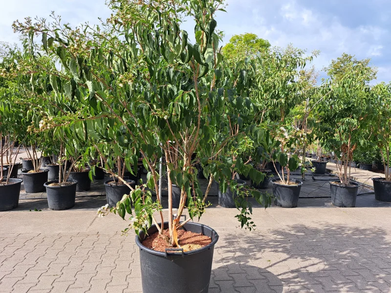 Heptacodium miconioides Meerstammig (Zevenzonenboom)-2