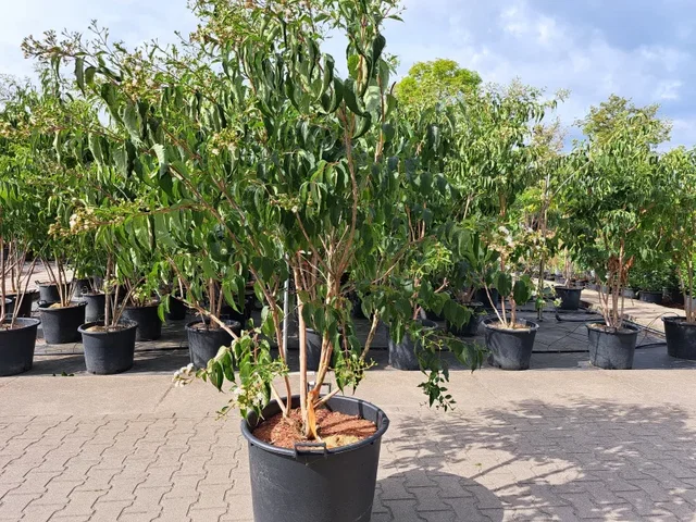 Heptacodium miconioides Mehrstämmig (Strauch der Sieben Söhne des Himmels)