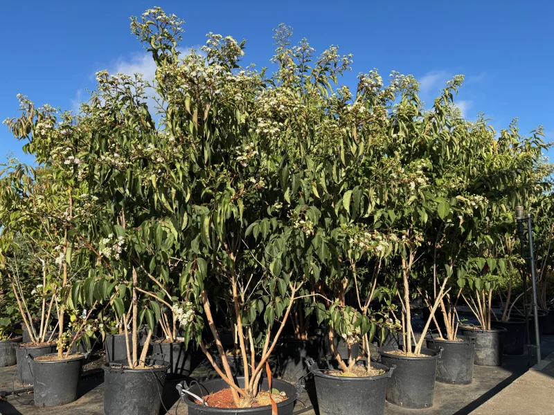 Heptacodium miconioides Meerstammig (Zevenzonenboom)-3