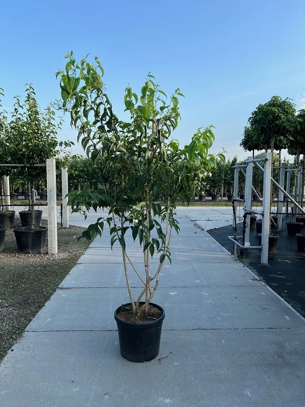 Heptacodium miconioides Meerstammig (Zevenzonenboom)-4