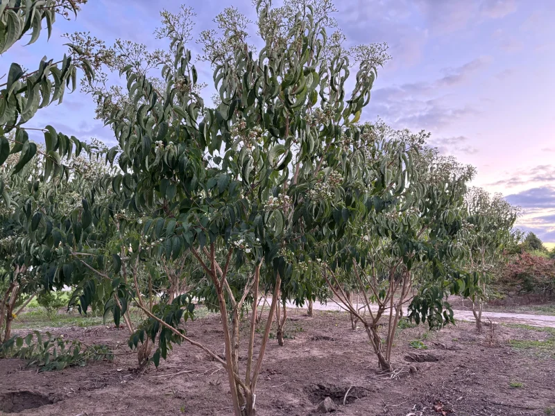 Heptacodium miconioides Meerstammig (Zevenzonenboom)-5