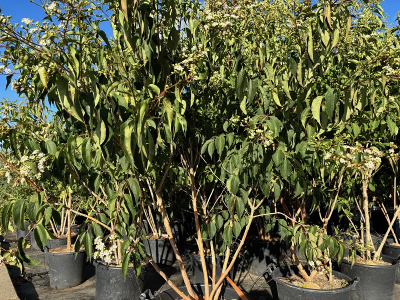 Heptacodium miconioides Meerstammig (Zevenzonenboom)-6