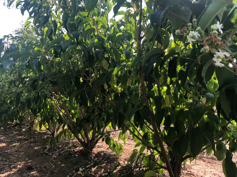 Heptacodium miconioides Meerstammig (Zevenzonenboom)-7