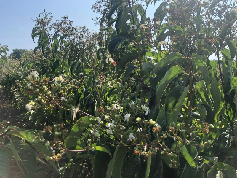 Heptacodium miconioides Meerstammig (Zevenzonenboom)-8
