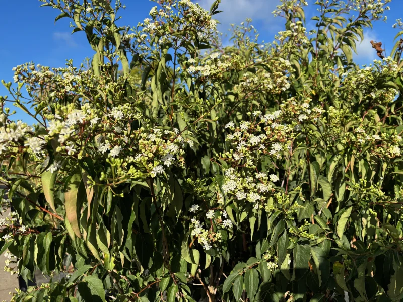 Heptacodium miconioides Meerstammig (Zevenzonenboom)-9