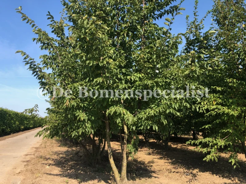 Ostrya Carpinifolia Meerstammig (Europese Hopbeuk)-1