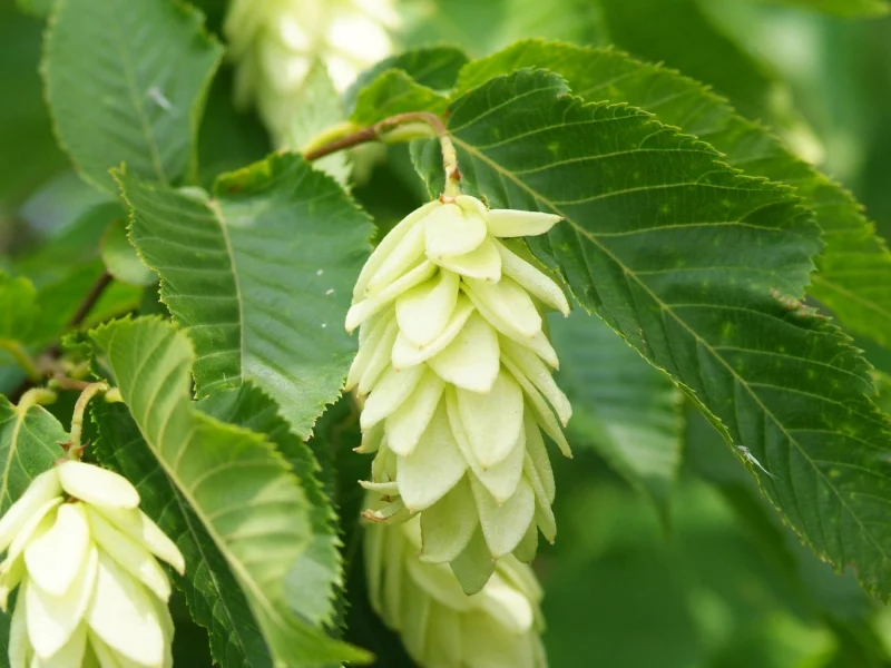 Ostrya Carpinifolia Meerstammig (Europese Hopbeuk)-2