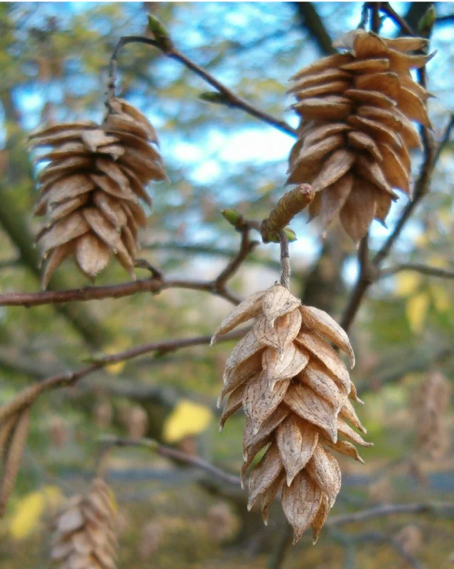 Ostrya Carpinifolia Meerstammig (Europese Hopbeuk)-3