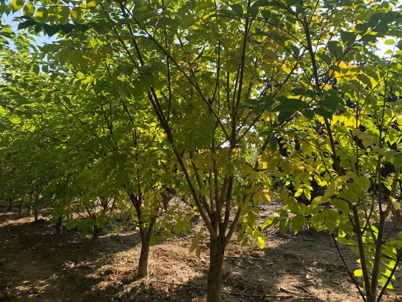 Phellodendron Amurense Meerstammig (Kurkboom)-1