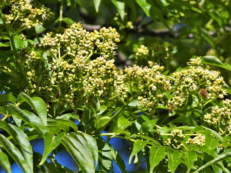 Phellodendron Amurense Meerstammig (Kurkboom)-2