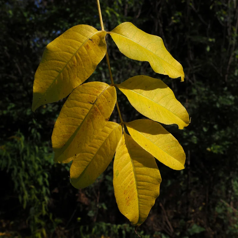 Phellodendron Amurense Meerstammig (Kurkboom)-3