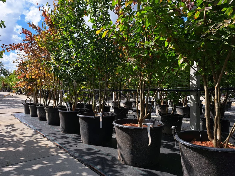 Prunus Sargentii meerstammig (Japanse Sierkers)-1