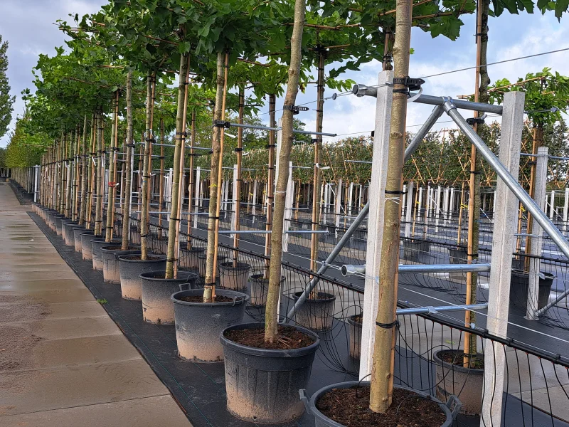 Dakplataan stevig formaat (Platanus Hispanica)-3
