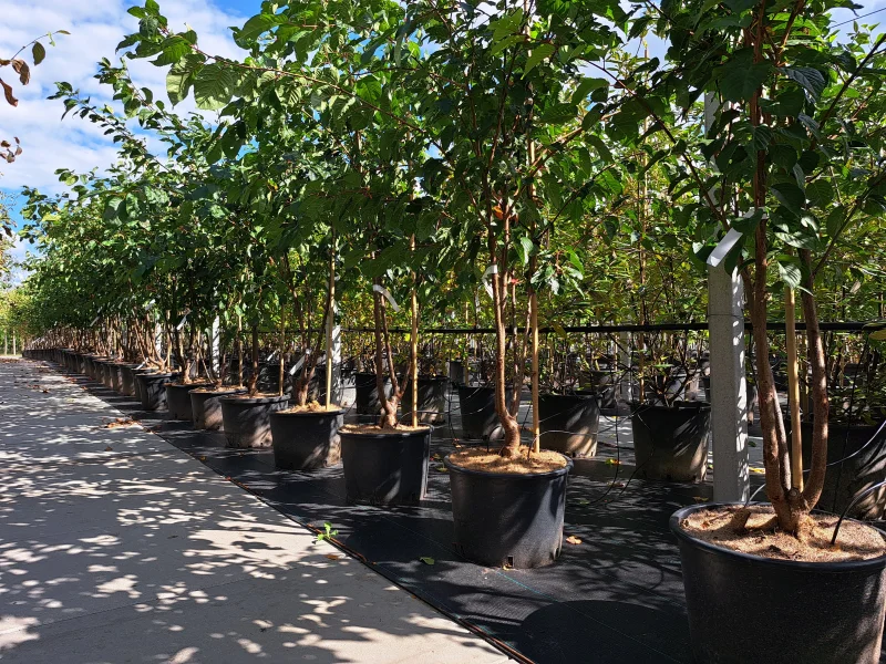 Prunus Sargentii meerstammig (Japanse Sierkers)-2