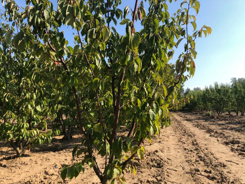 Prunus Sargentii meerstammig (Japanse Sierkers)-3