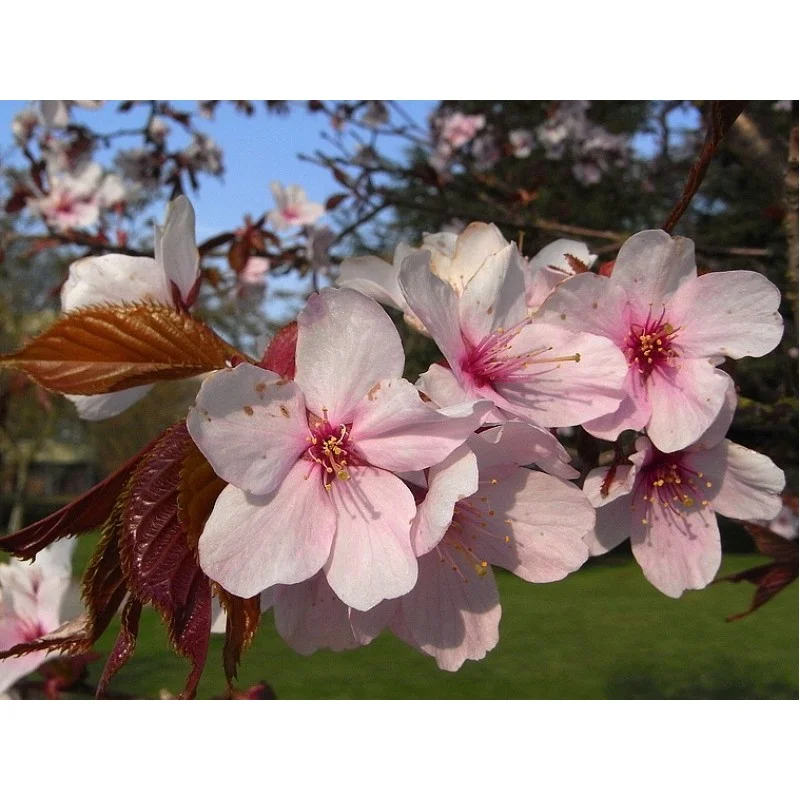 Prunus Sargentii meerstammig (Japanse Sierkers)-4