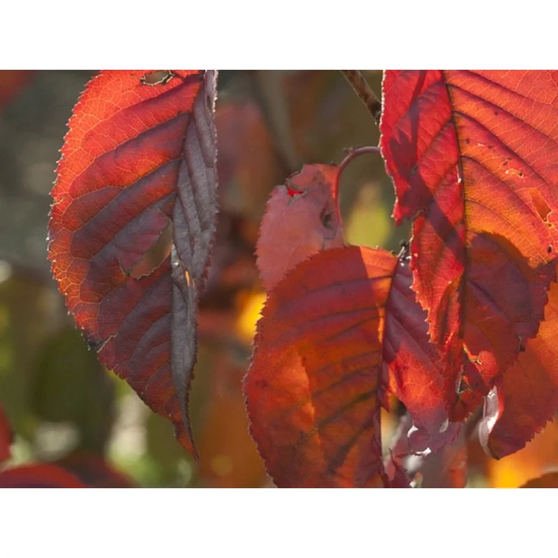 Prunus Sargentii meerstammig (Japanse Sierkers)-5