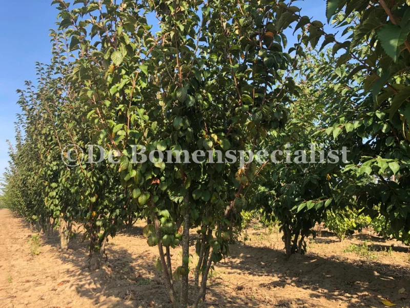 Prunus Spire Meerstammig (Japanse Sierkers)-1