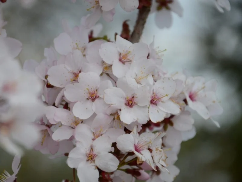 Prunus Spire Meerstammig (Japanse Sierkers)-2