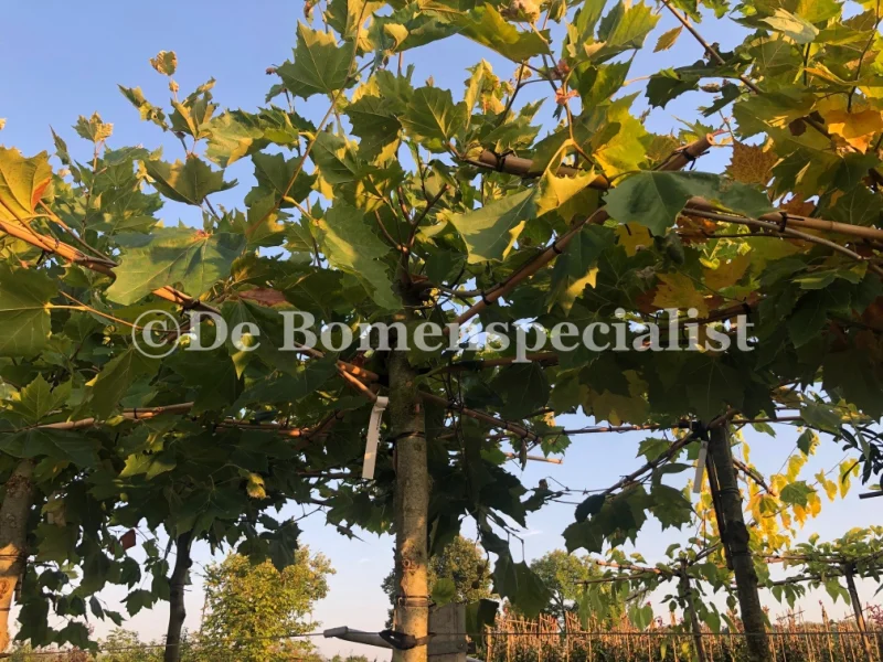 Dakplataan stevig formaat (Platanus Hispanica)-4