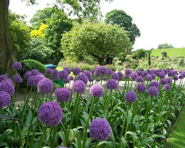 Allium Giganteum (Sierui)
