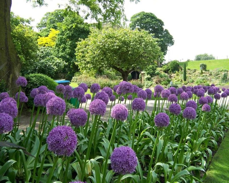 Allium Giganteum (Sierui)