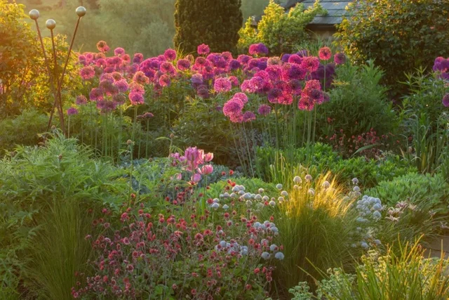 Allium Giganteum (Sierui)