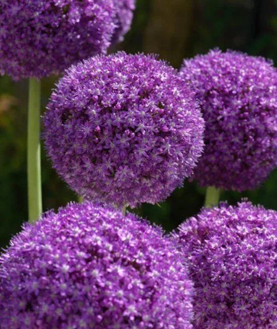 Allium Giganteum (Sierui)-3