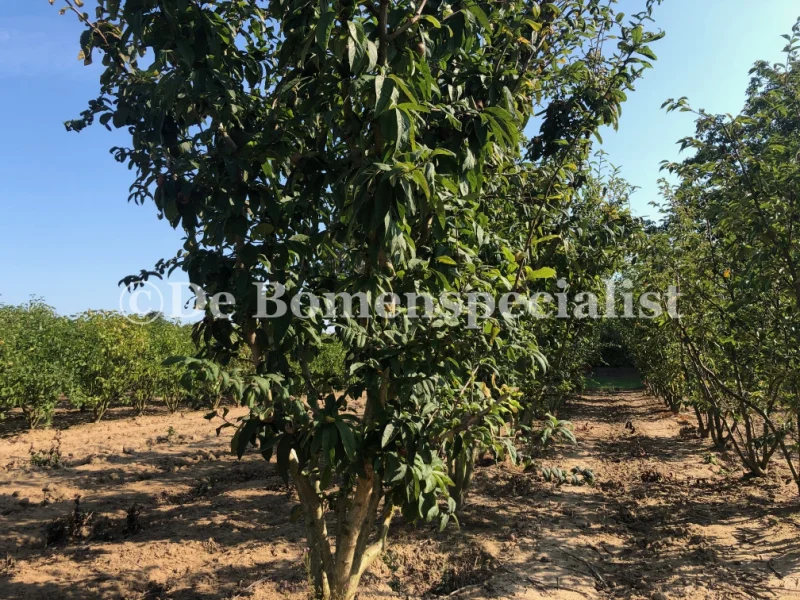 Mespilus Germanica Meerstammig (Mispel)-1