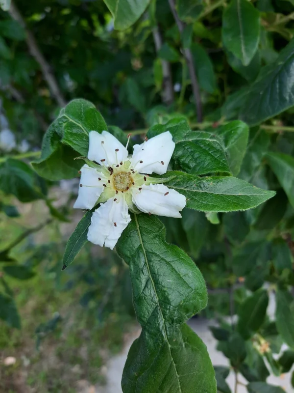Mespilus Germanica Meerstammig (Mispel)-3