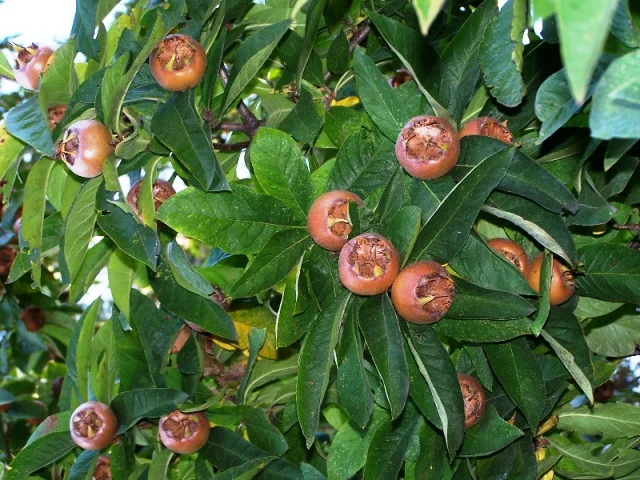 Mespilus Germanica Meerstammig (Mispel)-5