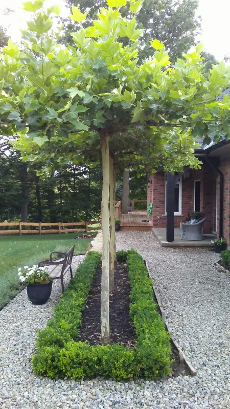 Dakplataan stevig formaat (Platanus Hispanica)-5
