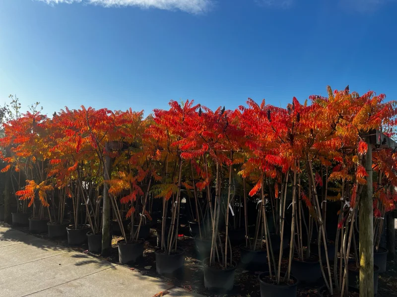 Rhus Typhina meerstammig (Fluweelboom)-1