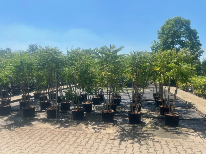 Rhus Typhina meerstammig (Fluweelboom)-2