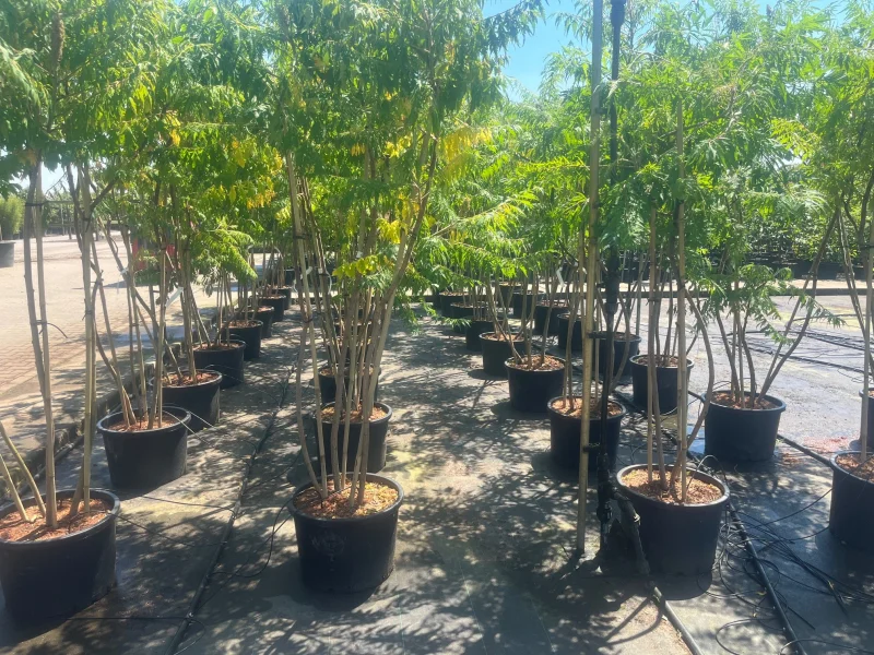 Rhus Typhina meerstammig (Fluweelboom)-4