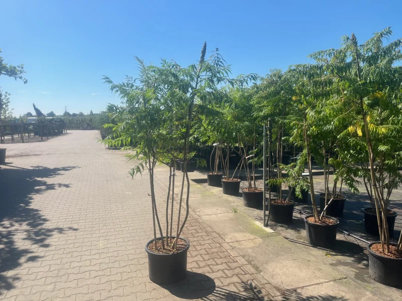 Rhus Typhina meerstammig (Fluweelboom)-5