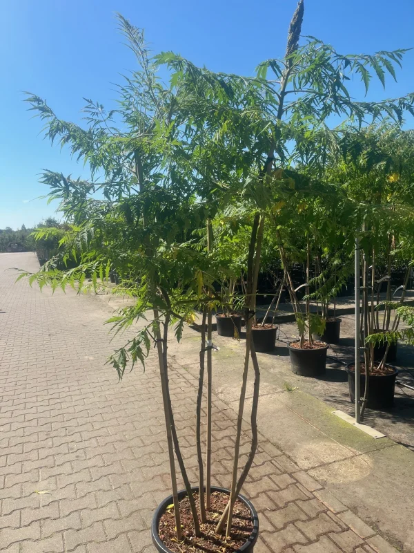 Rhus Typhina meerstammig (Fluweelboom)-6