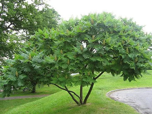 Rhus Typhina meerstammig (Fluweelboom)-10