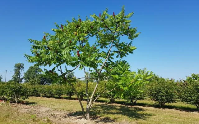 Rhus Typhina meerstammig (Fluweelboom)-11