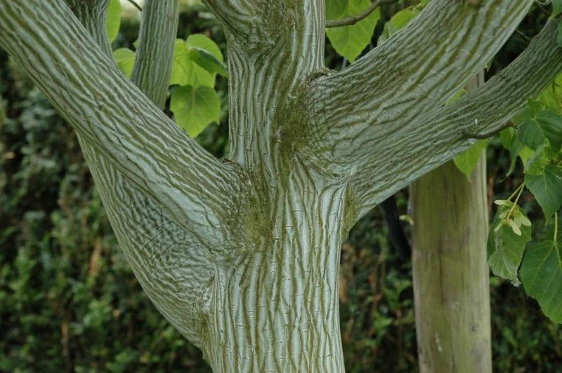 Acer Rufinerve Meerstammig (Grijze Streepjes Esdoorn)