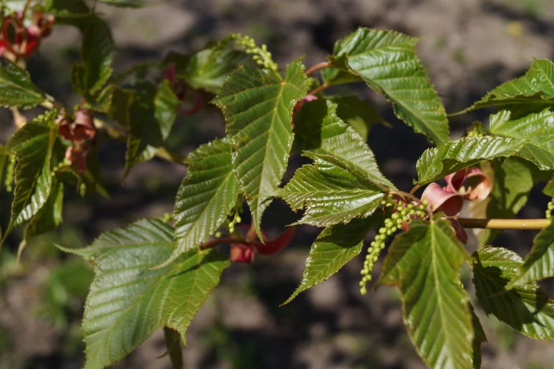 Acer Rufinerve Meerstammig (Grijze Streepjes Esdoorn)-2