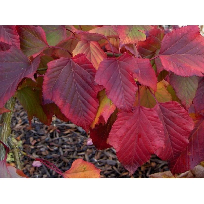 Acer Rufinerve Meerstammig (Grijze Streepjes Esdoorn)-3