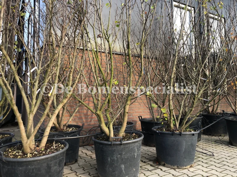 Cercis Canadensis Meerstammig (Judasboom)-2