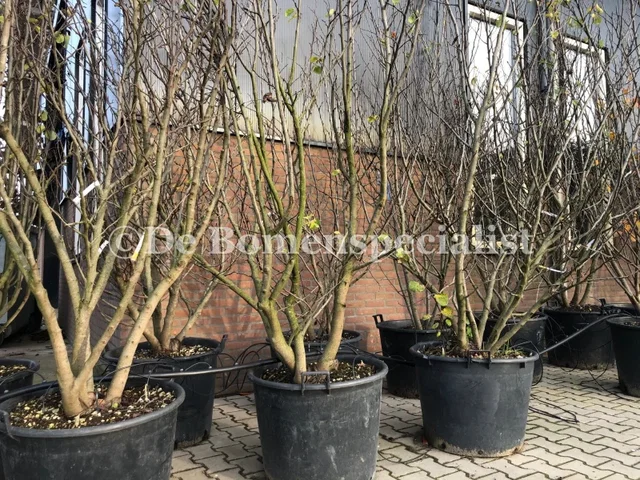 Cercis Canadensis Mehrstämmig (Kanadischer Judasbaum) Cercis Canadensis Mehrstämmig (Kanadischer Judasbaum)