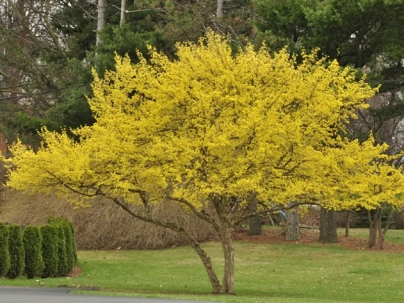 Cornus Mas Meerstammig (Gele Kornoelje)-1