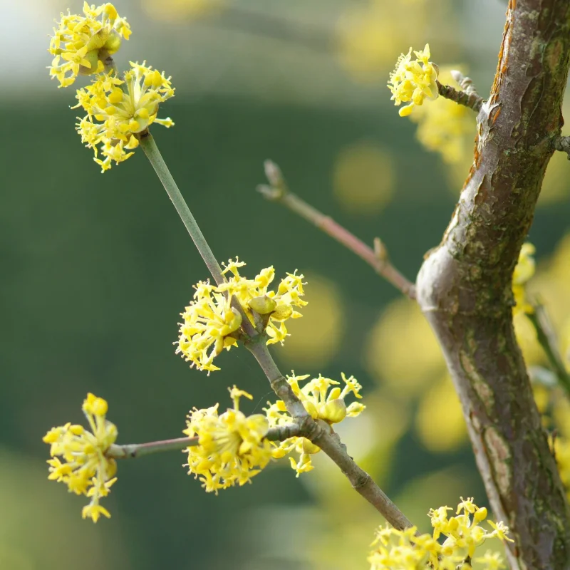 Cornus Mas Meerstammig (Gele Kornoelje)