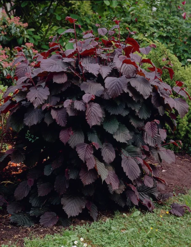 Corylus m. Purpurea Meerstammig (Rode Hazelaar)-1