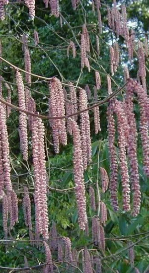 Corylus m. Purpurea Meerstammig (Rode Hazelaar)-2