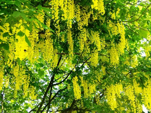 Laburnum wateri Vossii Mehrstämmig (Edel-Goldregen)