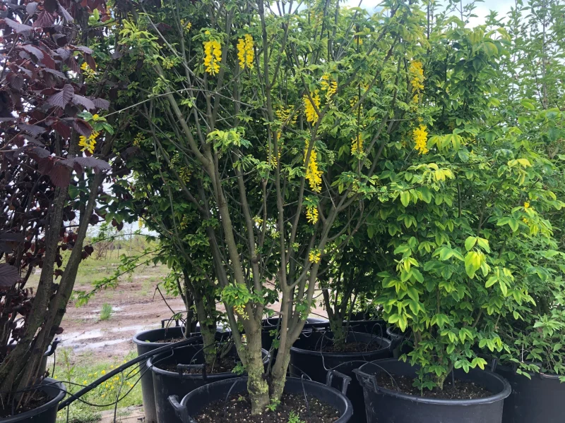 Laburnum wateri Vossii meerstammig (Goudenregen)-2